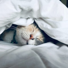 Committing to Sleep